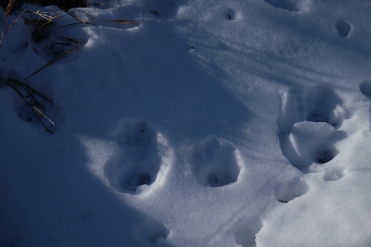 Mountain Lion tracks?